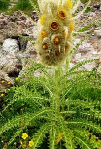 87_Crestone-Peak-climb-15_10-3